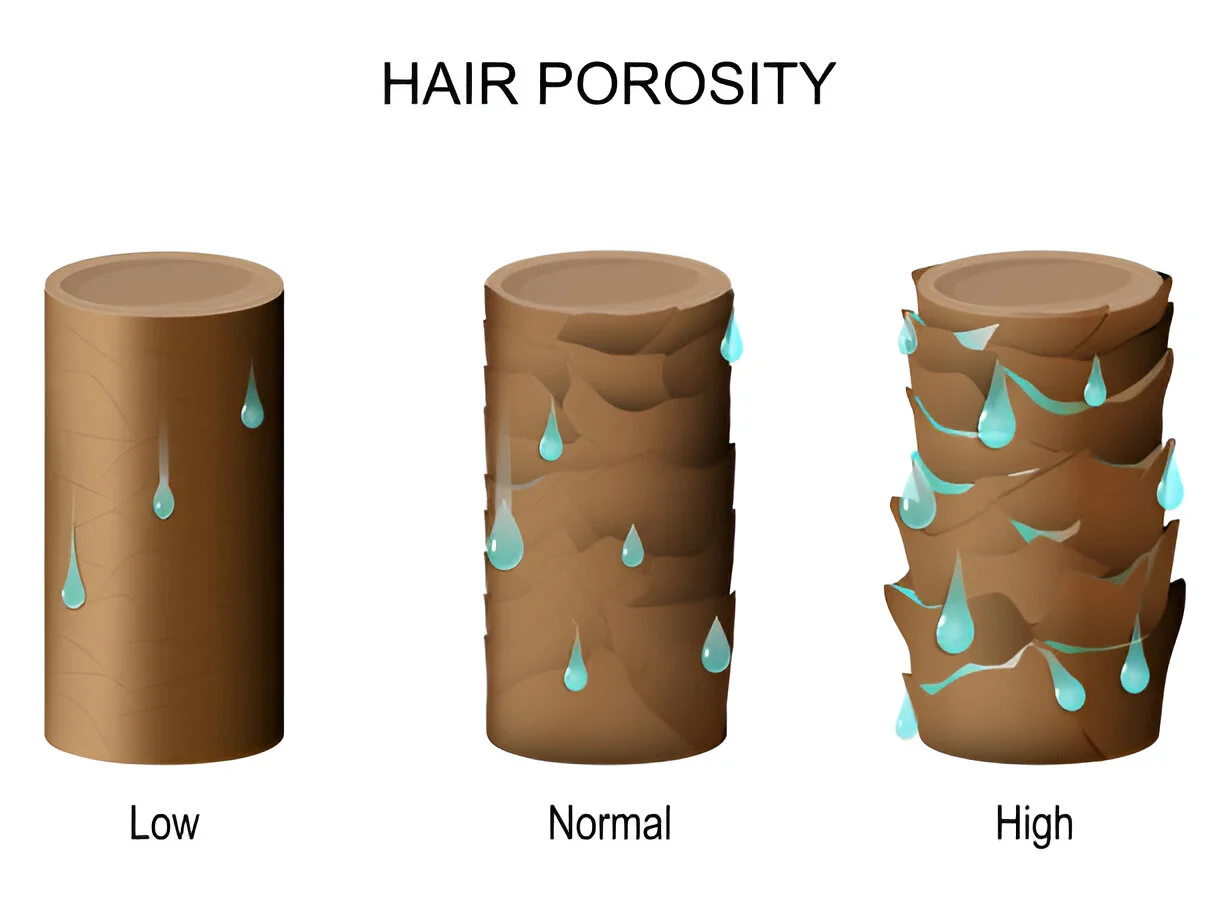 An illustration of a hair porosity float test with three glasses of water, each containing a strand of hair. The left glass shows a hair floating on the surface (High Porosity), the middle glass shows a hair suspended in the middle (Medium Porosity), and the right glass shows a hair sunk to the bottom (Low Porosity), demonstrating how porosity affects absorbency, moisture retention, and water penetration to determin which low porosity hair products to use.